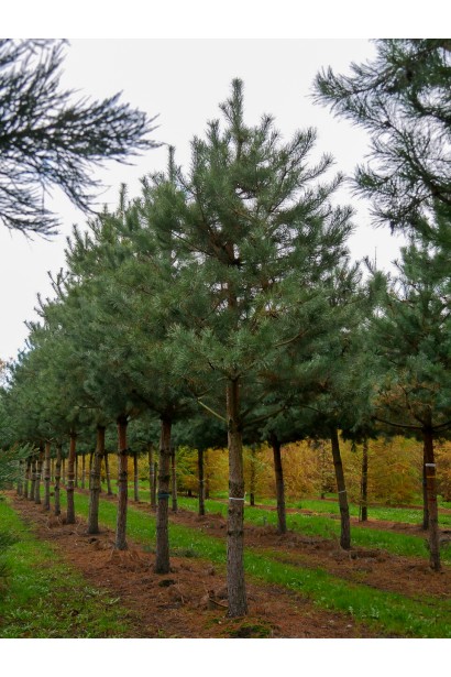 Сосна звичайна на штамбі опис